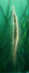 0901zir3-c29a-117x288.png