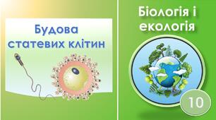 Будова статевих клітин