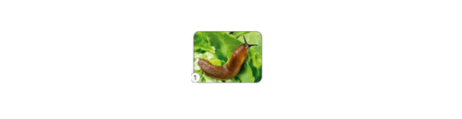 0901zypw-145d-520x134.png
