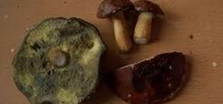 Стал ли вкуснее польский гриб?