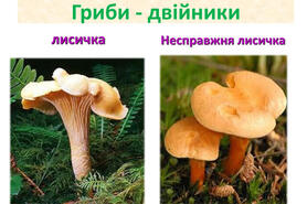 Гриби лисички мають небезпечного «двійника»: як не принести з лісу отруту (ФОТО) — Радіо ТРЕК