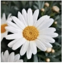 09020475-650d-264x276.png