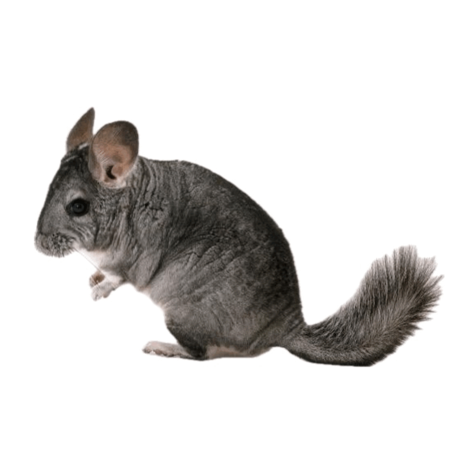 0902048n-3617-940x940.png