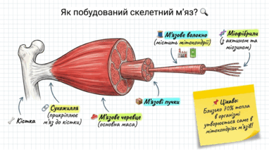 09020lim-0eb4-382x215.png