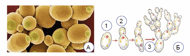 09020w1v-77c9-604x181.png