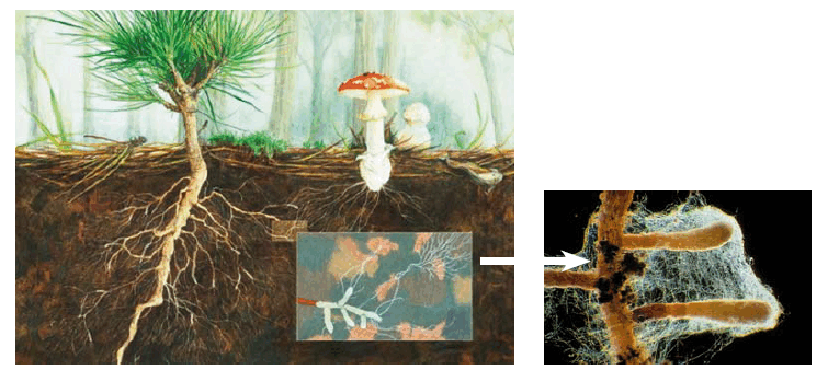 09020w9j-a2cb-755x338.png