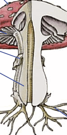 09020wa7-b61c-137x277.png