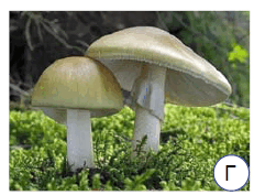 09020wdf-9c85-231x177.png