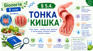 Тонка кишка. Презентація, робочий аркуш