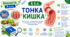 Тонка кишка. Презентація, робочий аркуш
