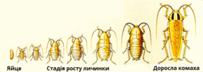 09021rfv-b658-291x104.png