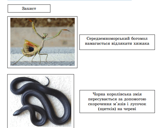 09021tdf-c13f-574x444.png