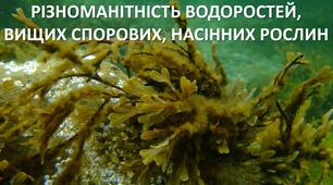 Презентація до уроку: "РІЗНОМАНІТНІСТЬ ВОДОРОСТЕЙ, ВИЩИХ СПОРОВИХ, НАСІННИХ РОСЛИН"