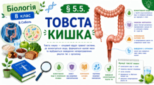 Товста кишка. Презентація,  інфографіка, робочий аркуш