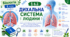Дихальна система людини. Презентація, інфографіка, робочий аркуш