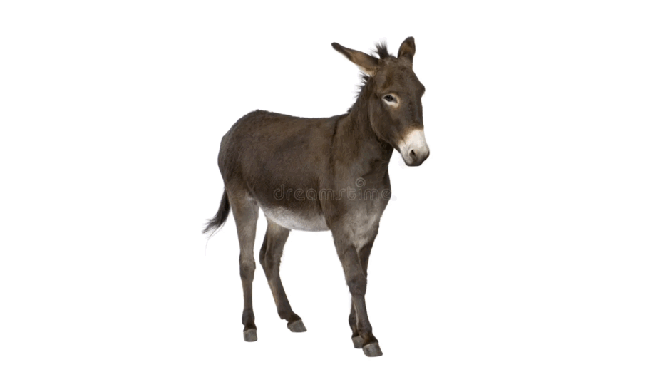 09022d2w-a2f5-940x529.png
