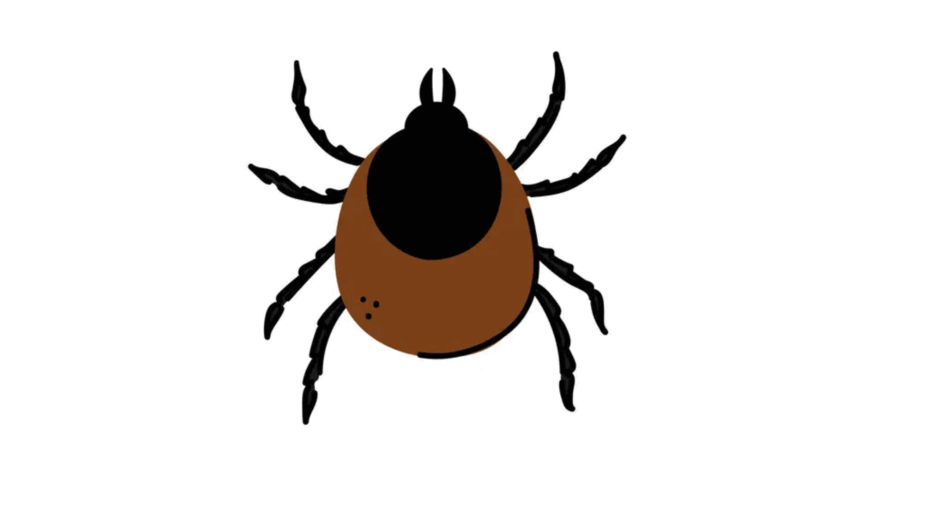 09022d4w-fe55-940x529.png
