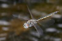 09022dji-b6bb-202x135.jpg