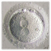 09022dms-cac1-173x172.png