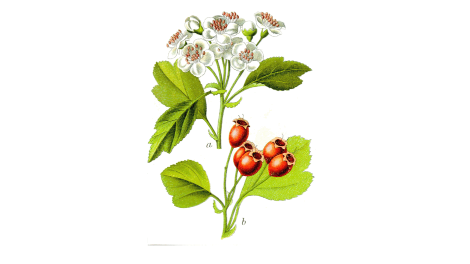 09022e3z-0473-940x529.png