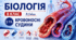 Кровоносні судини. Презентація, інфографіка, робочий аркуш