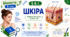 Шкіра. Презентація, інфографіка, робочий аркуш