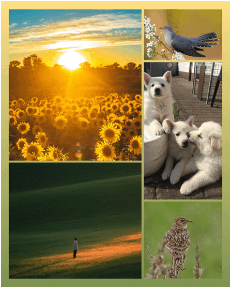 09022t71-e99f-477x595.png