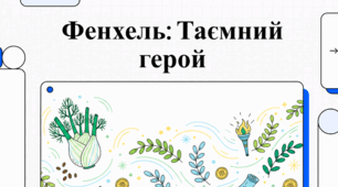 Фенхель: кулінарний путівник, історія та корисні властивості