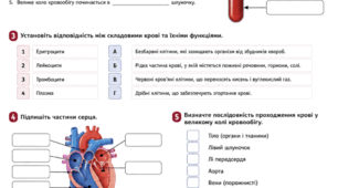 Біологія, Тема: Кров і кровообіг. 📄 Самостійна робота (письмова перевірка)