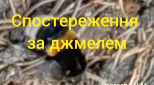 Спостереження за джмелем.
