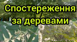 Спостереження за деревами.
