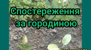 Спостереження за городиною.
