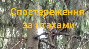 Спостереження за птахами.