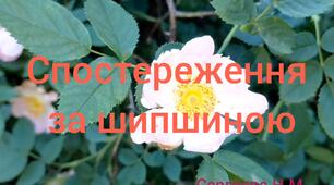 Спостереження за шипшиною.