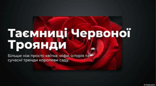 Червона троянда: символіка, історія та флористичні тренди