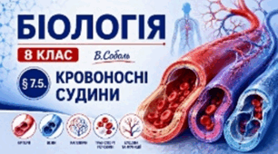 Кровоносні судини. Презентація, інфографіка, робочий аркуш