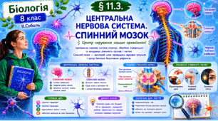 Центральна нервова система. Спинний мозок.  Презентація, інфографіка, робочий аркуш
