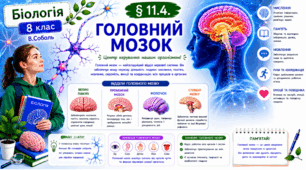 Головний мозок. Презентація, інфографіка, робочий аркуш