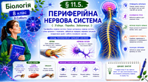 Периферійна нервова система.Презентація, інфографіка, робочий аркуш