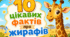 Цікаві факти про жирафів: презентація+інтерактивна вправа