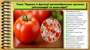 Будова й функції двомембранних органел (мітохондрії та пластиди). Біологія. 9 клас. НУШ (2026). До підручника Тагліна О., Самойлов А. та ін.