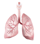 0902472u-27aa-159x175.png