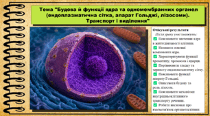 Будова й функції ядра та одномембранних органел (ендоплазматична сітка, апарат Гольджі, лізосоми). Транспорт і виділення. Біологія. 9 клас. НУШ (2026). До підручника Тагліна О., Самойлов А. та ін.