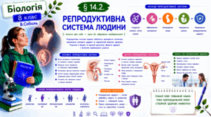 Репродуктивна система людини. Презентація, інфографіка, робочий аркуш