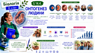 Онтогенез людини.Презентація, інфографіка, робочий аркуш