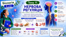 Тема 11. Нервова регуляція. Біологія. 8 клас. В.Соболь (2025)
