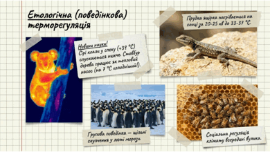 09024cg4-1f85-390x220.png