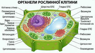 Пазл. Рослинна клітина