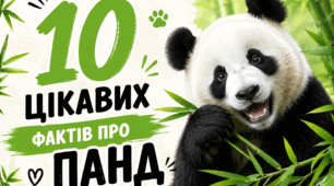 Цікаві факти про панд: презентація + інтерактивна вправа