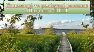 Ендемічні та реліктові рослини Шацького НПП